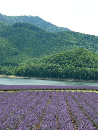 NANPU-a01