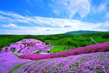 芝桜公園(藻琴山).jpg