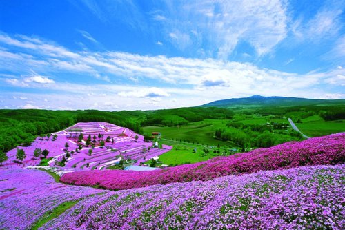 芝桜公園(藻琴山).jpg