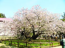 血脈桜A.jpg