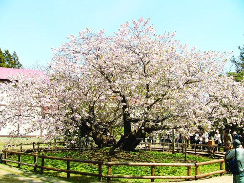血脈桜A.jpg
