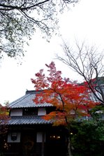 IMG_4637.jpg