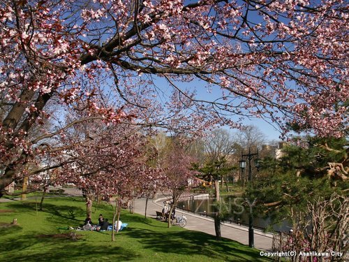 sight175_______________ ______.jpg