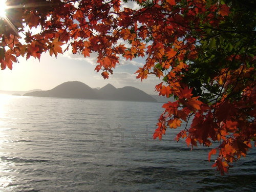 fall_Toya