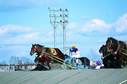 ばんえい競馬.jpg