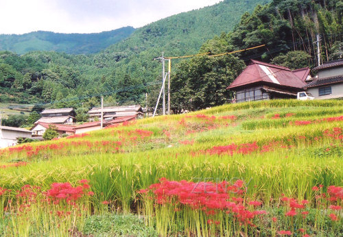 江里山1