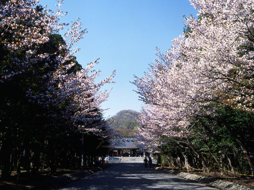 2011013桜並木、札幌市、春、自然、北海道神宮、花、サクラ、13104