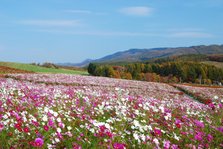 微博图片（北海道提供）