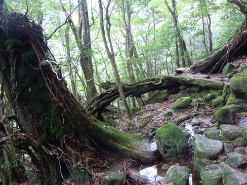DSCN6866.JPG