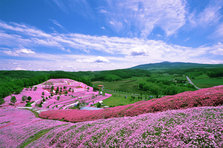 芝桜公園(藻琴山)