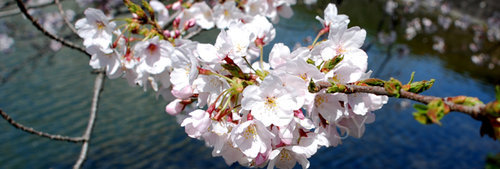 sakura-120524.jpg