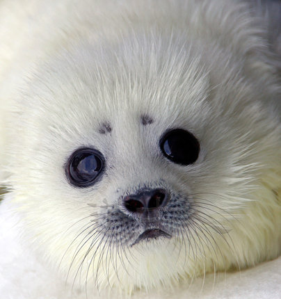 ワモンアザラシの赤ちゃん（水族館）