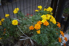 P1290009.JPG