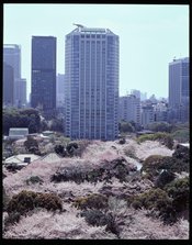 桜１.JPG