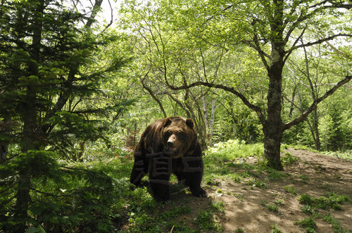 bear22