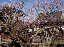 高传寺