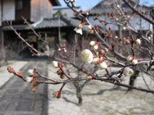 高伝寺）白梅100127-1