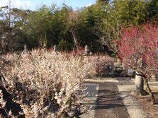 高伝寺）梅１