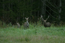 IMG_4206.JPG