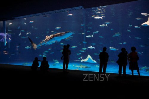 水族館～黒潮大水槽.jpg