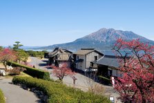 2004A-022桜島と紅梅.jpg