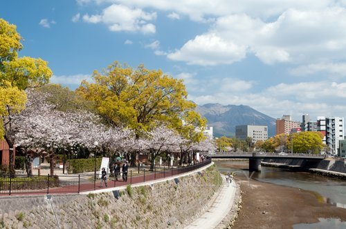 桜と甲突川と桜島.jpg