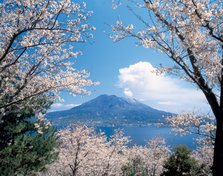 桜の中の桜島.jpg