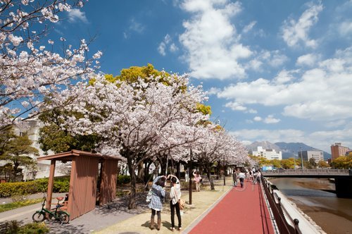歴史ロード桜並木2.jpg