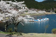 志高湖桜