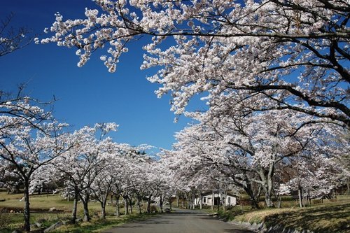 サクラ4（振興センター_平松補佐撮影）.jpg