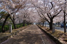 大村公園桜