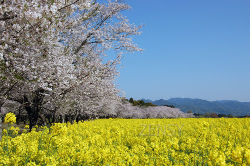 西都原桜と菜の花.jpg