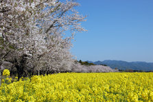 西都原桜