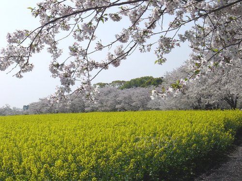西都原桜と葉の花3.JPG