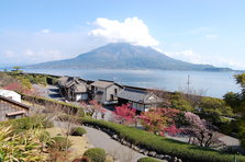 仙巌園桜