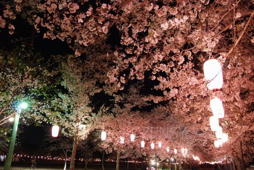 2_tadamoto-park-night.jpg