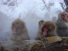 snowmonkey 2.jpg