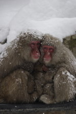 snowmonkey 4.JPG