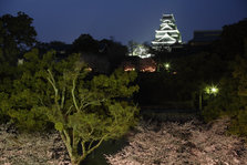 桜風景 (11).jpg