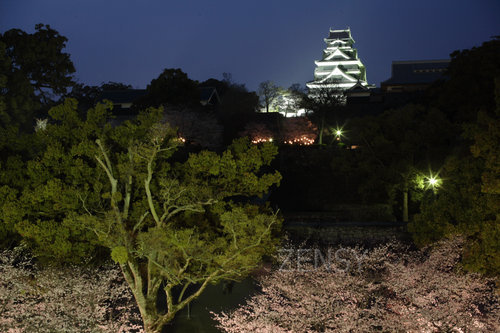 桜風景 (11).jpg