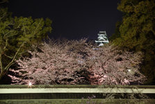 桜風景 (12).jpg
