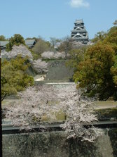 桜風景 (24).jpg