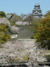 桜風景 (25).jpg