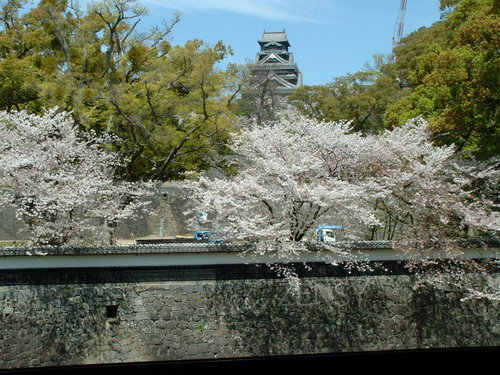 桜風景 (26).jpg