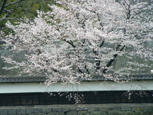 桜風景 (27).jpg
