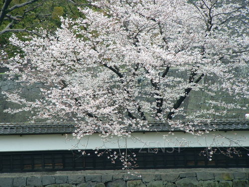 桜風景 (27).jpg