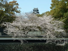 桜風景 (28).jpg