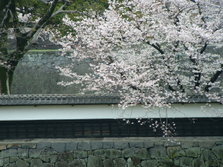 桜風景 (29).jpg