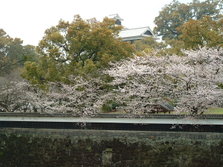 桜風景 (30).jpg