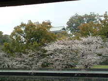 桜風景 (31).jpg